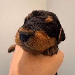 Baby Boy Orange - Black and tan male Airedale Terrier puppy in Mooresville, North Carolina from Farm 55