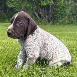 Boy 1 - Liver roan male German Shorthaired Pointer puppy in Equinunk, Pennsylvania from AHHA Kennels