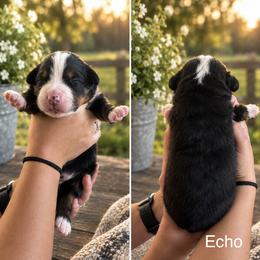 Echo - Black rust and white female Bernese Mountain Dog puppy in Spraggs, Pennsylvania from Hickory Hills Farm