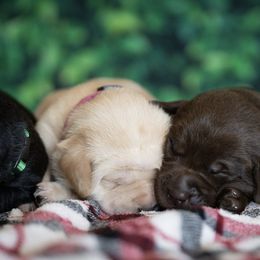 Labrador Retriever Puppies from Hartsells Retrievers