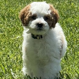 Cupid - White male Cavapoo puppy in Ivins, Utah from Taylia Stimpson