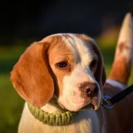 Dot - Beagle
