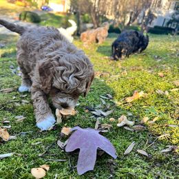 Goldendoodle Puppies from DeBerrys Doodles