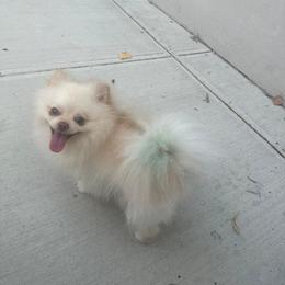 Socute - Cream male Pomeranian puppy in Brooklyn, New York from Luxury Poms