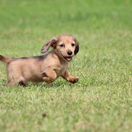 Dachshund Puppies from Mom's Dachshunds