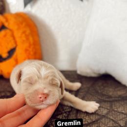 Gremlin - Cream male Goldendoodle puppy in Mesa, Arizona from Pedersendoodles
