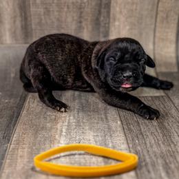 Yellow Collar - Black brindle female Cane Corso puppy in Catawba, North Carolina from Catawba Cane Corso