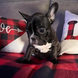Vixon - Tricolors female French Bulldog puppy in Greenville, Texas from Big Bullies N Texas