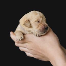 Evie ( light purple) - Golden female Golden Retriever puppy in Oregon from A Goldens First Love