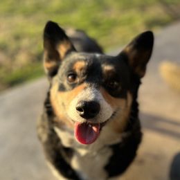 Roxy - Pembroke Welsh Corgi