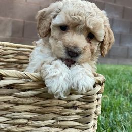 Maltipoo Puppies from Piper N Penny