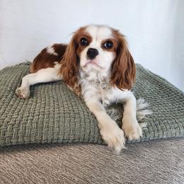 Rosie - Cavalier King Charles Spaniel