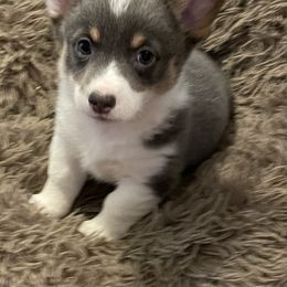 American Corgi and Pembroke Welsh Corgi Puppies from Caddeaux Corgis