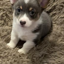 American Corgi and Pembroke Welsh Corgi Puppies from Caddeaux Corgis