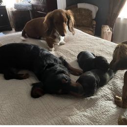Dachshund Puppies from Cromwell Cogsworth Dachshunds of South West Michigan