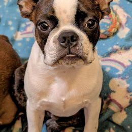 Alucard - Boston Terrier