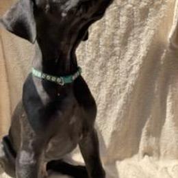 Great Dane Puppies from De Leon Danes