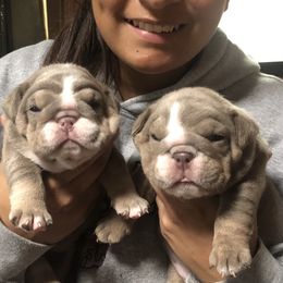 Bulldog and French Bulldog Puppies from Bully Life Farms