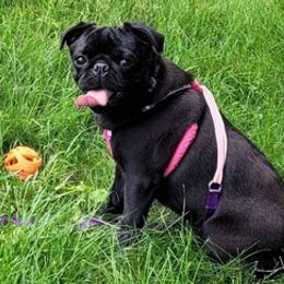 Pugs from Kayla's Pugs