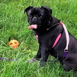 Pugs from Kayla's Pugs