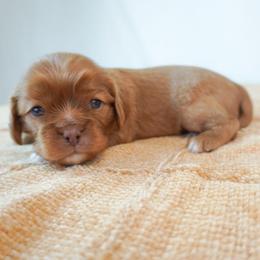 Mango Chocolate Ruby (bb) - Chocolate male Cavalier King Charles Spaniel puppy in Nampa, Idaho from Heart Mountain Cavaliers & Floating Feathers Kennel
