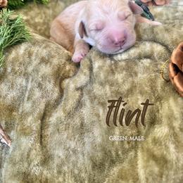 Flint - Golden male Golden Retriever puppy in Murfreesboro, Tennessee from Mountain Tails