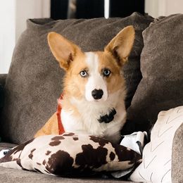 Millie - American Corgi