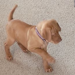 Vizsla Puppies from Laurie Kirwan