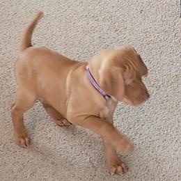 Vizsla Puppies from Laurie Kirwan