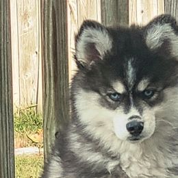 Boy 4 ( Spark) - Pomsky puppy in Norfolk, Virginia from 'Brick'House Couture Pomskies