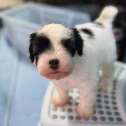 Boy 1 - male Lowchen puppy in Maineville, Ohio from Magick Lowchen