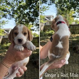 Ginger's Red - Black fawn and white male Beagle puppy in Brownsville, Oregon from Beagles on the Run
