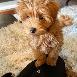 Goldendoodle Puppies from Sunnydoodle Utah