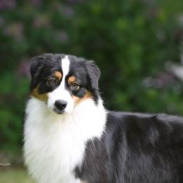 Olive - Australian Shepherd