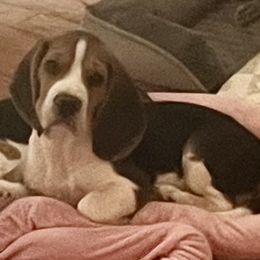 Beagle puppies from Epic Beagles