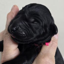Hot Pink Girl - female Giant Schnauzer puppy in Billings (Bil), Montana from Kaiser's Giants