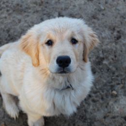 Golden Retriever Puppies from OPK Goldens