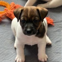 Male 1 - Brown and white male Jack Russell Terrier puppy in Williston, Florida from CP FARMS BORDER COLLIES N JACKS CORP