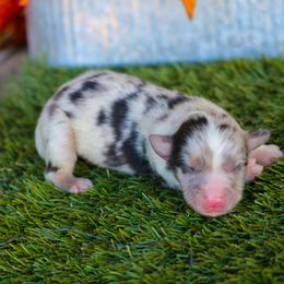 Ash - Blue merle female Toy Australian Shepherd puppy in Granbury, Texas from Best Little Aussies