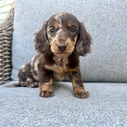 Girl 2 - Dapple female Dachshund puppy in Hope, Arkansas from Duckett Lane Dachshunds