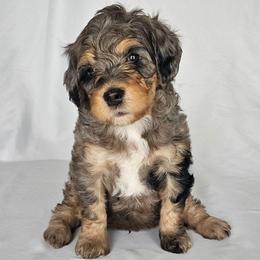 Windsor - Blue merle male Bernedoodle puppy in Glenford, Ohio from Mi-De Doodles
