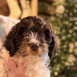Frank - Liver white and tan male Springerdoodle puppy in Dundee, Ohio from Evalina Miller's Spaniels