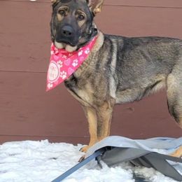 German Shepherds and Siberian Huskies from WolfPackk