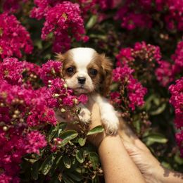 Cavalier King Charles Spaniel Puppies from Tsarevich Goldens and Cavaliers