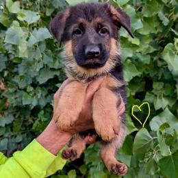 Yellow collar - Black and red female German Shepherd puppy in Stockton, California from Zaragoza German Shepherds