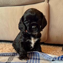 Pearl - Black and white female Cocker Spaniel puppy in Marshfield, Wisconsin from Gingerale Cockers and Cockapoos