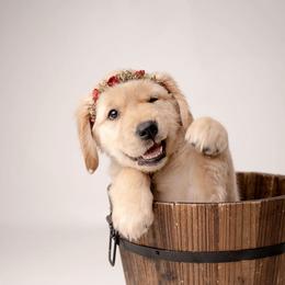 Cashmere - Golden female Golden Retriever puppy in Wendell, Idaho from Canyon Edge Acres