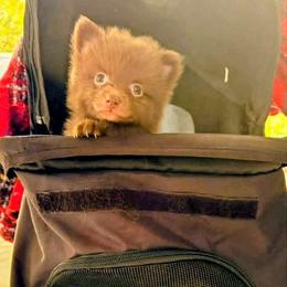 Chispa - Chocolate female Pomeranian puppy in Brooklyn, New York from Pomeranians
