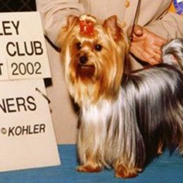 Rocky - Yorkshire Terrier