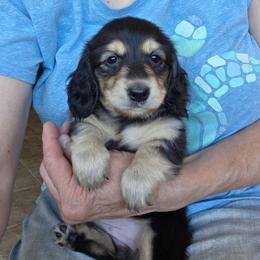 Jenga - Black and cream female Dachshund puppy in Grants Pass, Oregon from vom Treuen Wachter